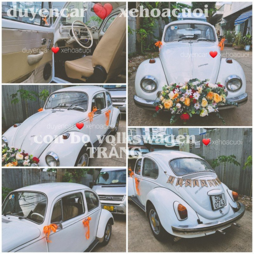 Xe cưới con bọ cổ điển Màu Trắng volkswagen